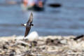 House Martin