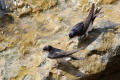 House Martin