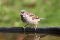 House Sparrow