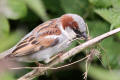 House Sparrow