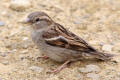 House Sparrow