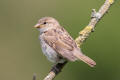 House Sparrow