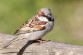 House Sparrow