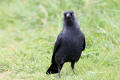 Jackdaw