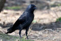 Jackdaw