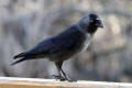 Jackdaw