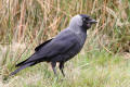 Jackdaw