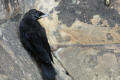 Jackdaw