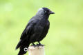 Jackdaw