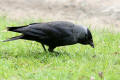 Jackdaw