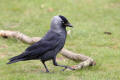 Jackdaw