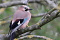 Jay