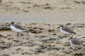 Kentish Plover