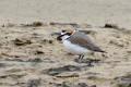 Kentish Plover