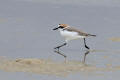 Kentish Plover