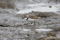 Kentish Plover