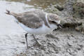 Kentish Plover