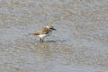 Kentish Plover