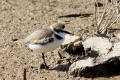 Kentish Plover