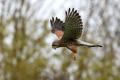 Kestrel