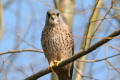 Kestrel