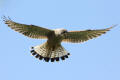 Kestrel