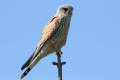 Kestrel