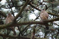 Kestrel pair