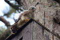 Young Kestrel