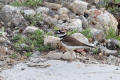 Kildeer