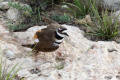 Kildeer