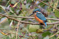 Kingfisher