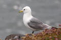 Kittiwake