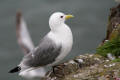 Kittiwake