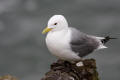 Kittiwake