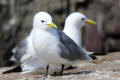 Kittiwake