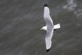 Kittiwake