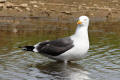 Lesser Black-backed Gull