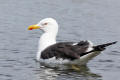 Lesser Black-backed Gull