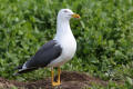 Lesser Black-backed Gull