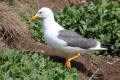 Lesser Black-backed Gull