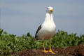 Lesser Black-backed Gull