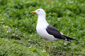 Lesser Black-backed Gull