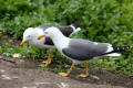 Lesser Black-backed Gull