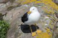 Lesser Black-backed Gull