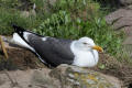 Lesser Black-backed Gull