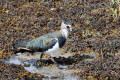 Lapwing