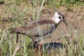 Lapwing