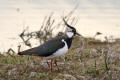 Lapwing