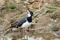 Lapwing